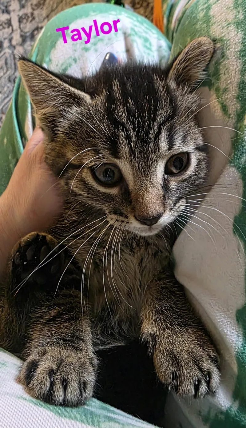 A baby medium-sized female Tabby (Brown / Chocolate) Domestic Short Hair cat named Taylor for adoption in Jamesville, NY