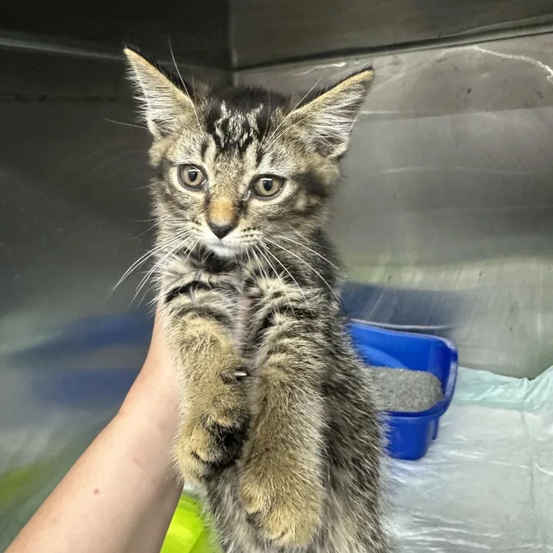 A baby small-sized male Domestic Short Hair cat named Trevor for adoption in Corbin, KY