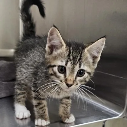 A young small-sized female Domestic Short Hair cat named Toggle for adoption in Scotia, NY