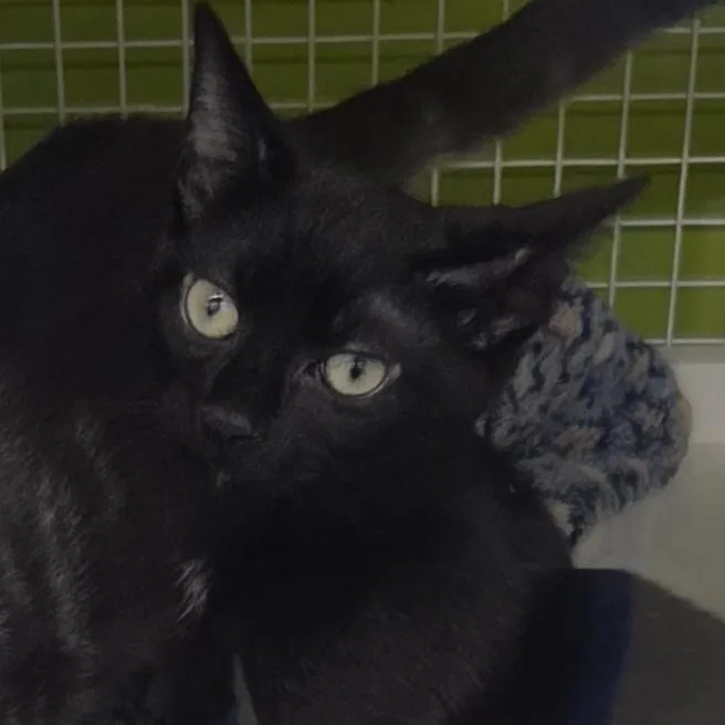 A baby medium-sized male Black Domestic Short Hair cat named Charcoal for adoption in Green Brook, NJ