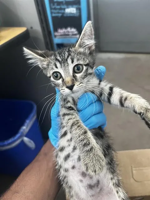 A baby medium-sized male Domestic Medium Hair cat named Fred for adoption in Dallas, TX