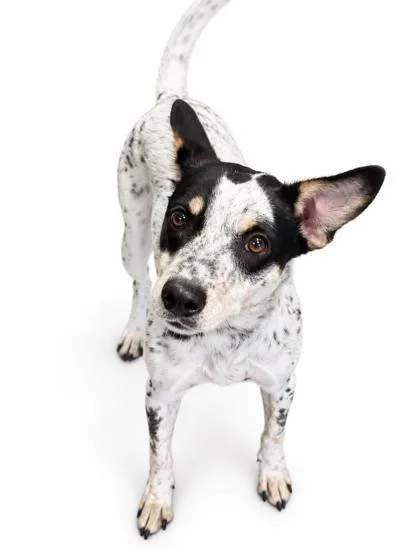 An adult medium-sized female Terrier dog named Bluey for adoption in Bowling Green, KY
