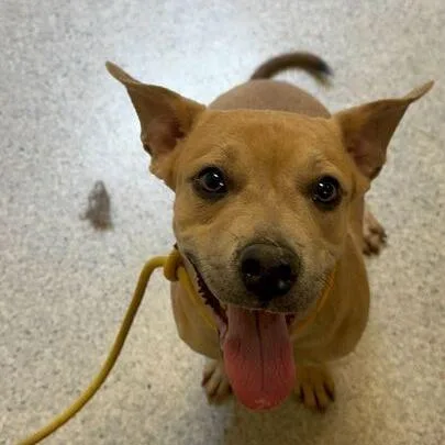 A young medium-sized male Yellow / Tan / Blond / Fawn Pit Bull Terrier dog named Copper for adoption in Turlock, CA