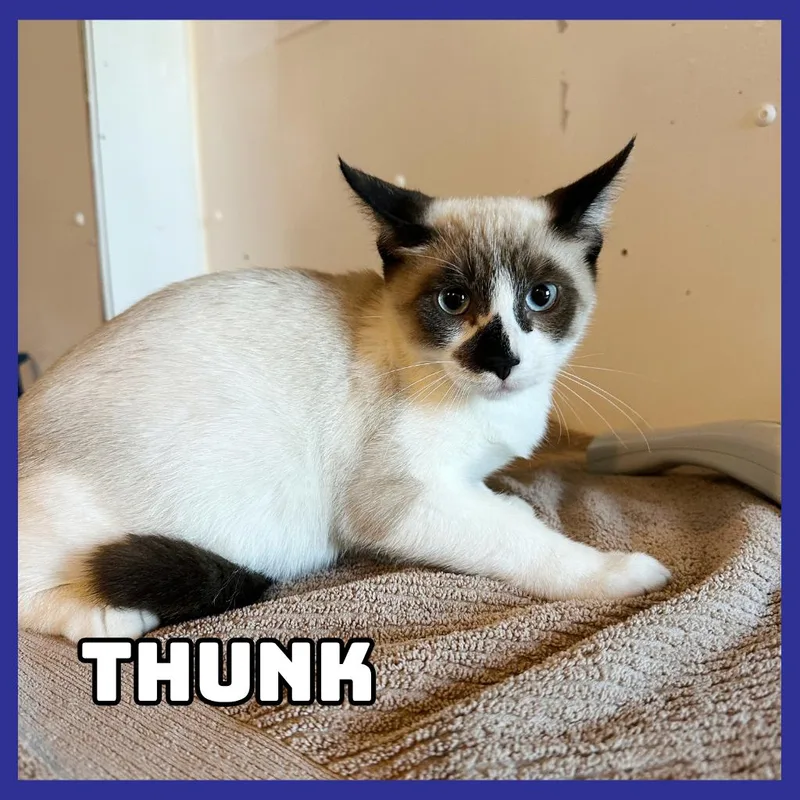 A baby medium-sized male Cream / Ivory Siamese cat named Thunk for adoption in Glenwood, MN