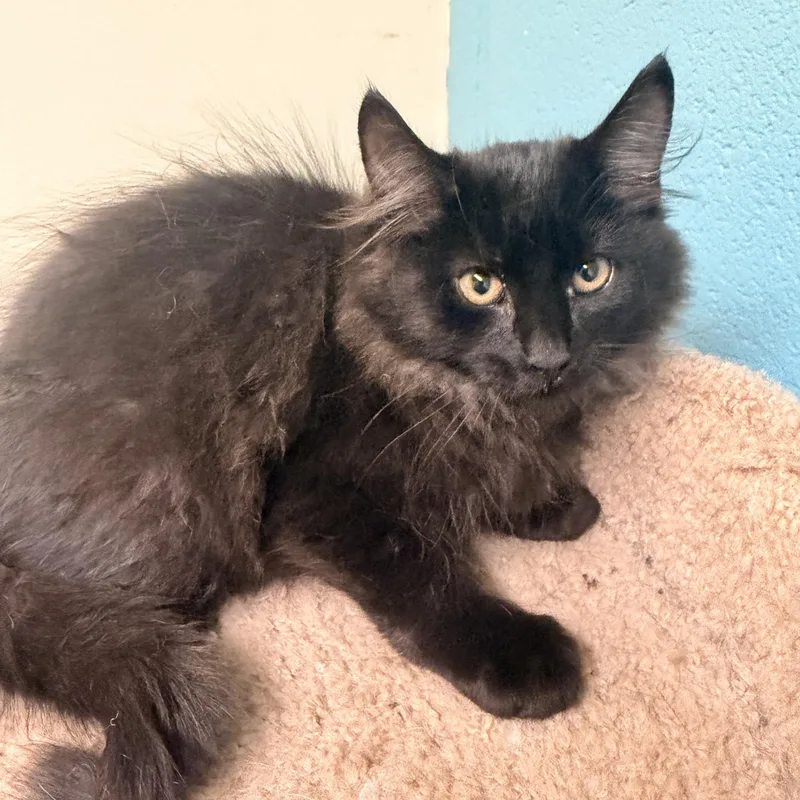 A baby medium-sized male Domestic Long Hair cat named Freddy for adoption in Gladstone, MO