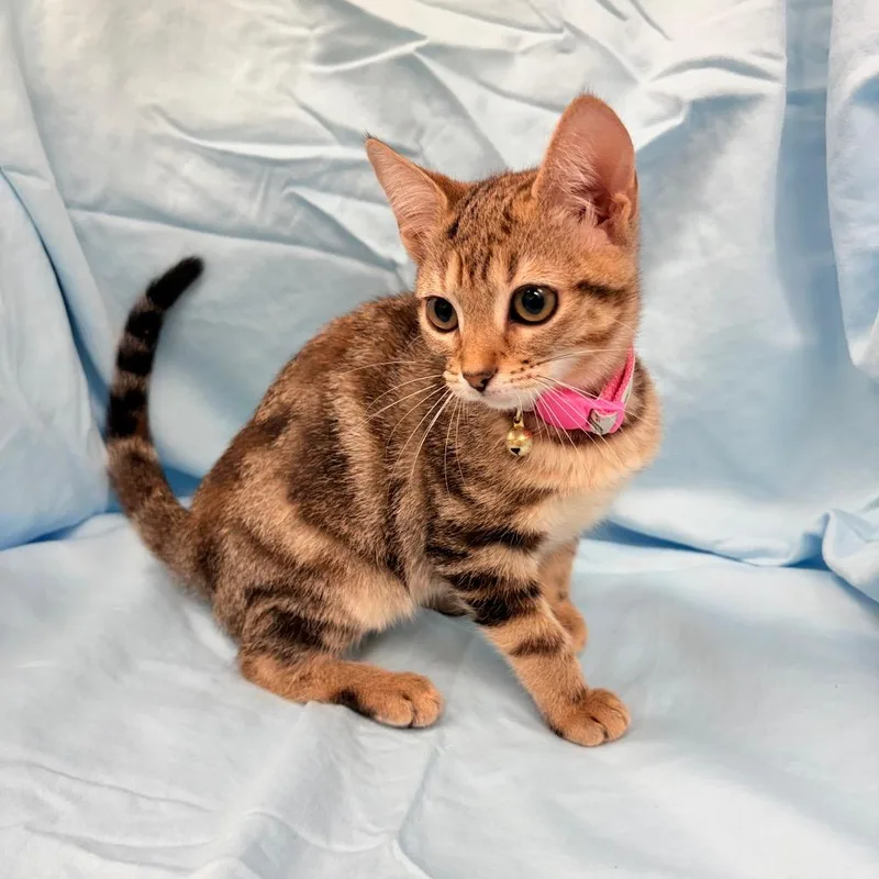 A baby small-sized female Brown / Chocolate Domestic Short Hair cat named Josie for adoption in Bastrop, TX