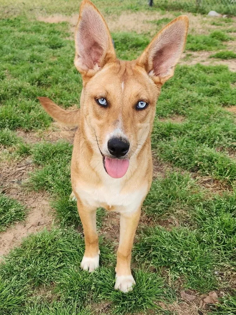 A baby medium-sized female Yellow / Tan / Blond / Fawn Husky dog named Topaz for adoption in Calera, AL