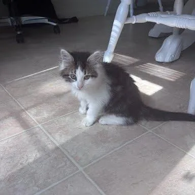 A baby small-sized female Brown / Chocolate Domestic Short Hair cat named Tomato Bisque for adoption in Edwardsville, IL