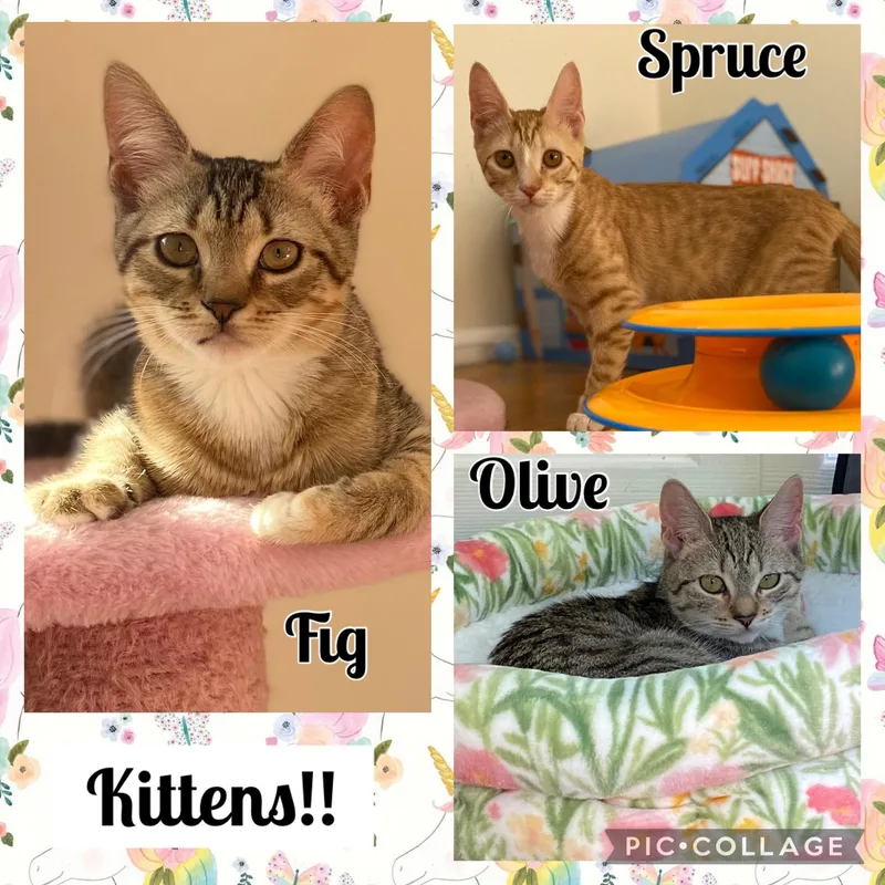 A baby medium-sized female Domestic Short Hair cat named Janine for adoption in Allentown, NJ