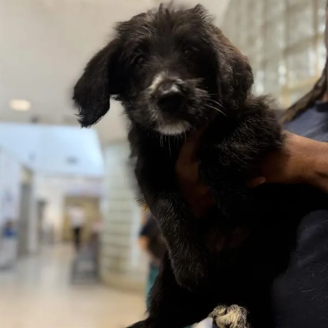 A baby medium-sized male Labrador Retriever dog named Nate for adoption in Huntsville, AL