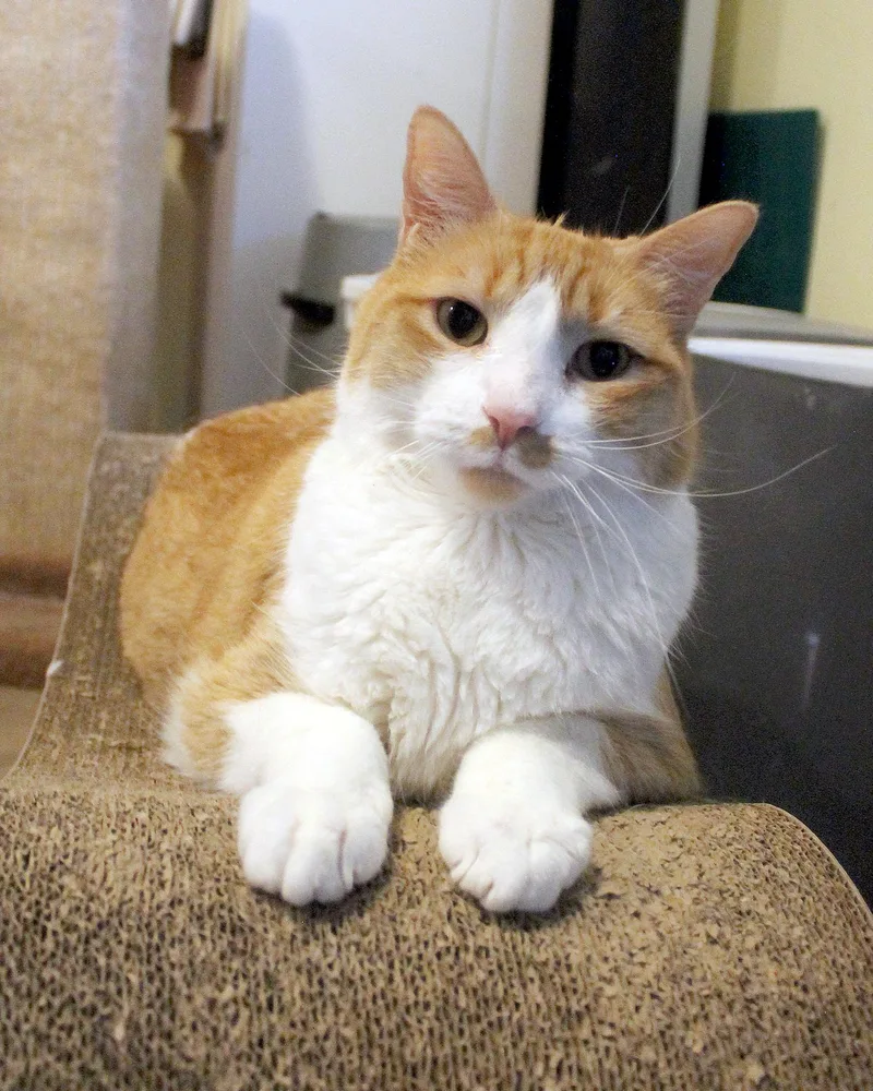 An adult medium-sized male Orange & White Domestic Short Hair cat named Ron for adoption in Guthrie, OK