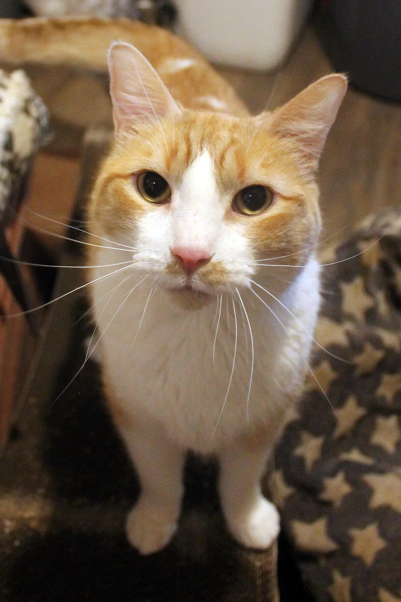 Ron thumbnail 2