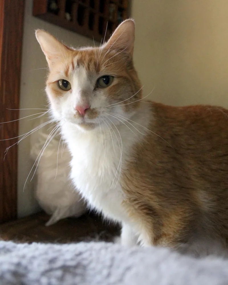 Ron thumbnail 3