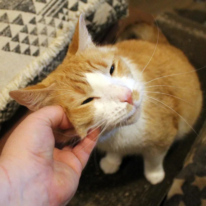 Ron thumbnail 5