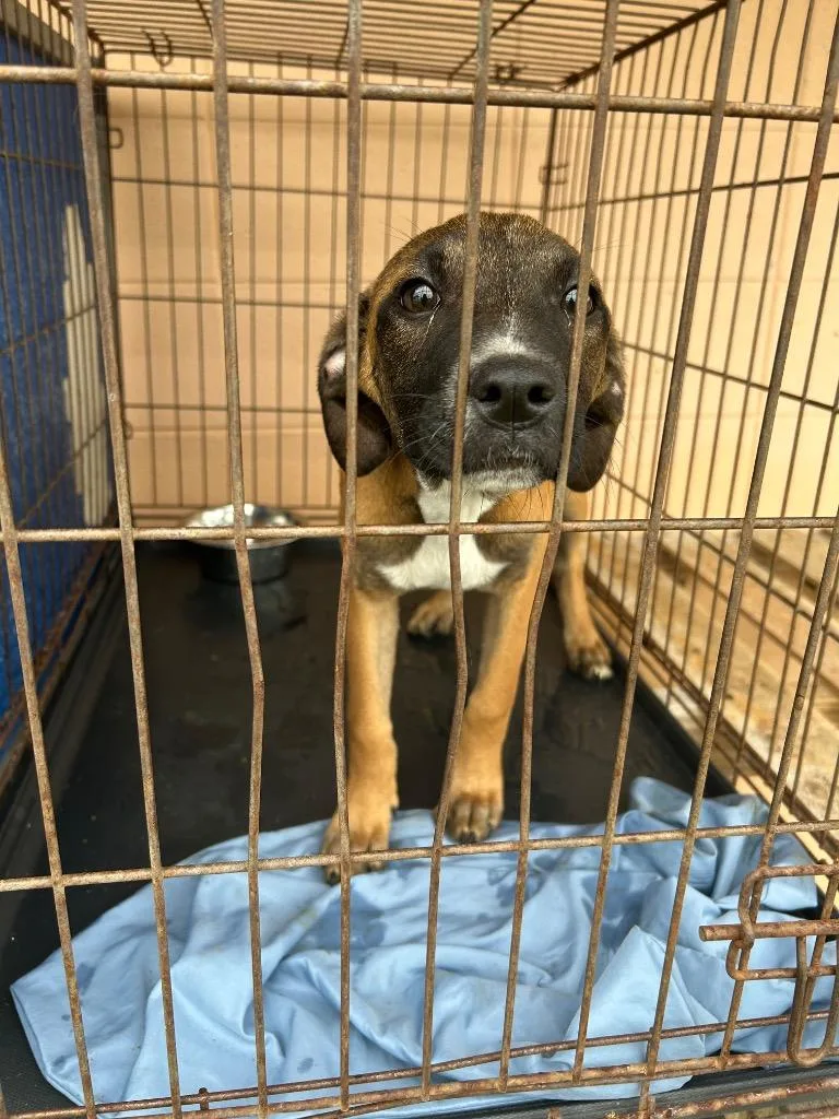 A baby medium-sized female Black Mouth Cur dog named Phyllis for adoption in Gautier, MS