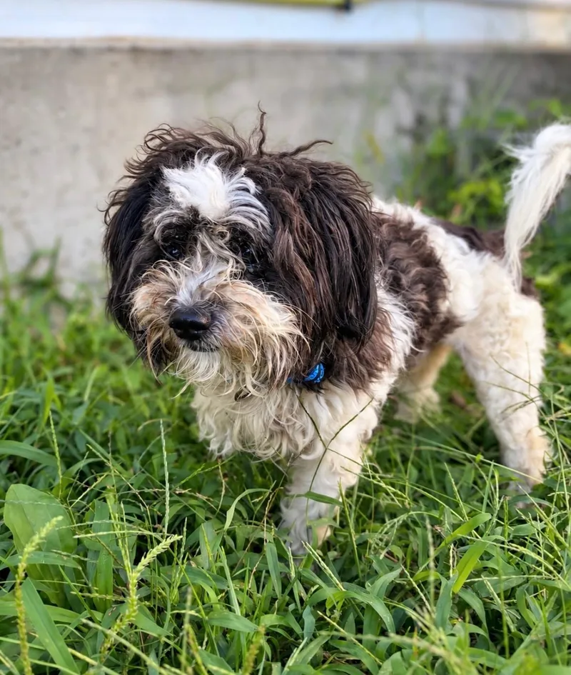 An adult small-sized male Shih Tzu dog named Bart for adoption in Ellicott City, MD
