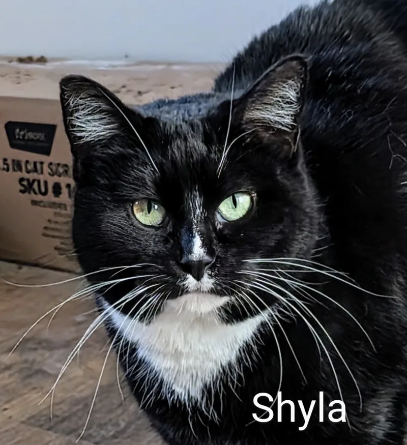 Shyla