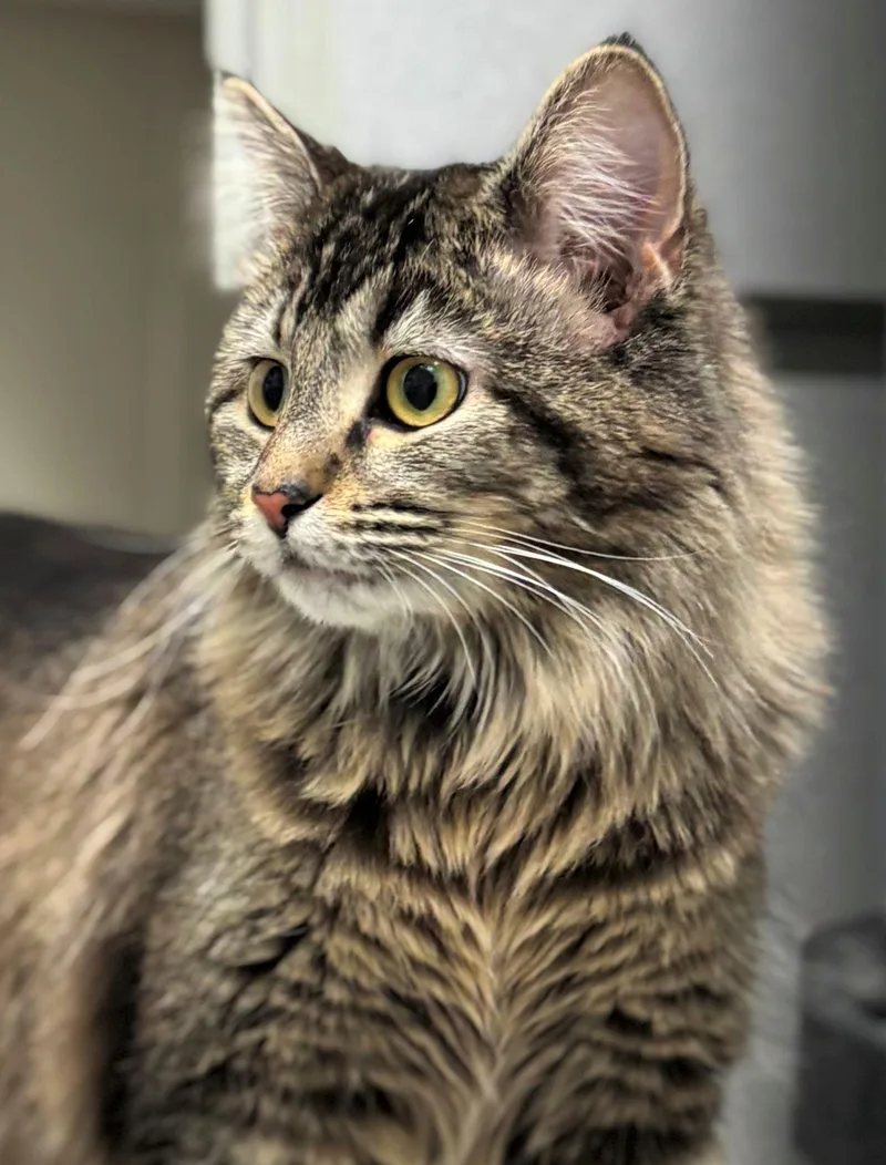 Moonwalker thumbnail 2