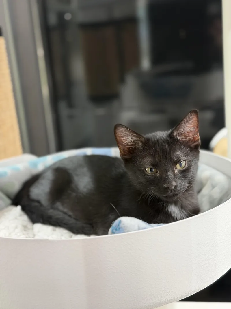 A young medium-sized male Black Domestic Short Hair cat named Colby for adoption in Sherman, TX