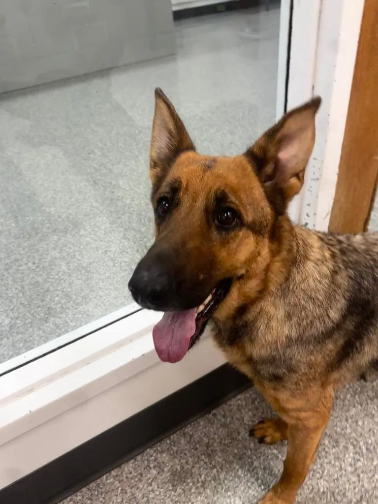 An adult medium-sized female German Shepherd Dog dog named Sadie for adoption in Findlay, OH