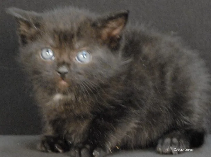 A baby medium-sized male Black Domestic Short Hair cat named Wubbzy for adoption in Newland, NC