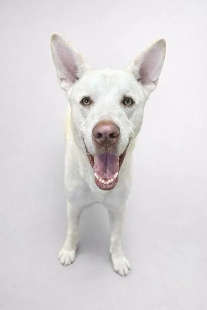 Butterball Boyd thumbnail 2