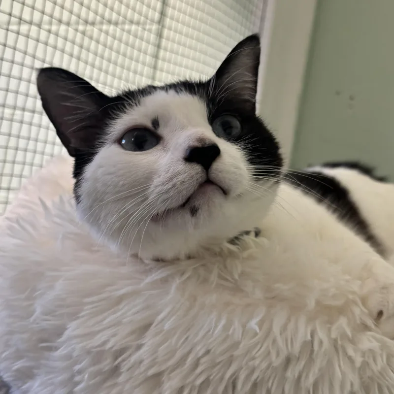 An adult large-sized female Black & White / Tuxedo Domestic Short Hair cat named Toffee for adoption in The Dalles, OR