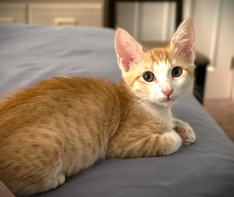A baby medium-sized male Tabby cat named Tangelo for adoption in Fort Myers, FL