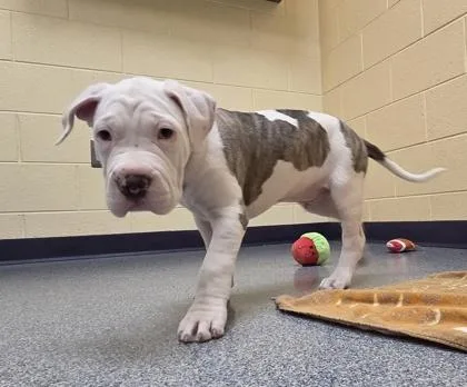 Mashed Potata thumbnail 2