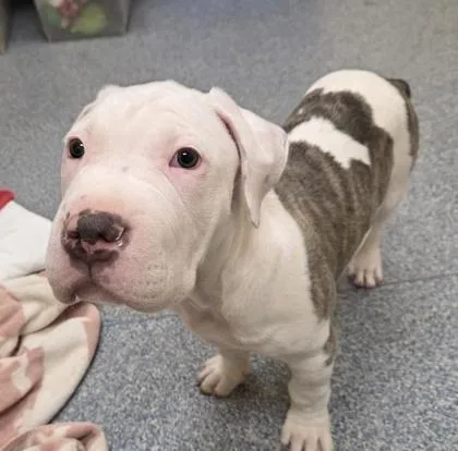 Mashed Potata thumbnail 3