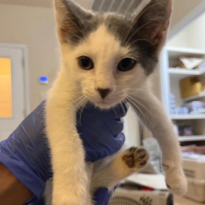 A baby small-sized male White Domestic Short Hair cat named Nickel for adoption in Kanab, UT