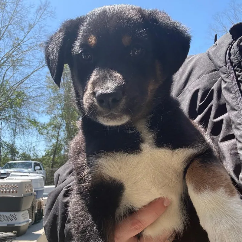 A baby small-sized male Black Mixed Breed dog named Huey for adoption in Milton, FL
