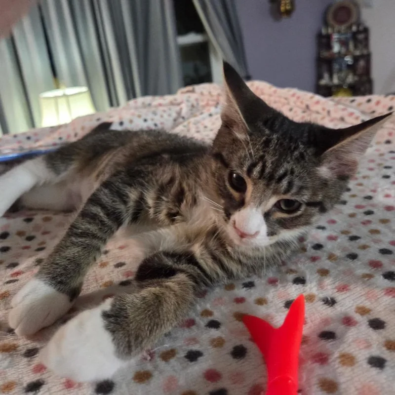 A baby small-sized female Brown / Chocolate Domestic Short Hair cat named Muffin for adoption in Philadelphia, PA