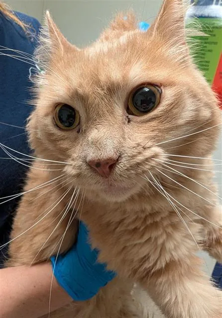 An adult small-sized male Domestic Long Hair cat named Alfred for adoption in Bakersfield, CA