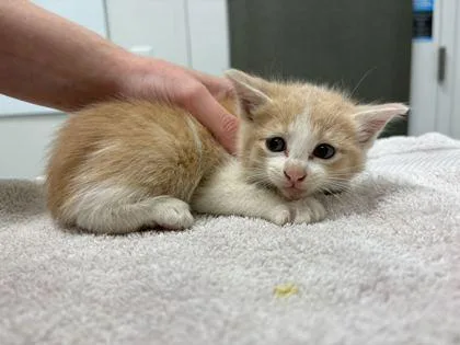 A baby small-sized male Buff / Tan / Fawn Domestic Short Hair cat named Mi for adoption in Kansas City, MO