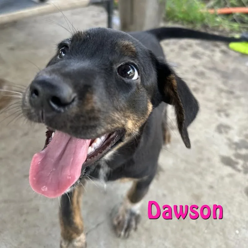 Dawson