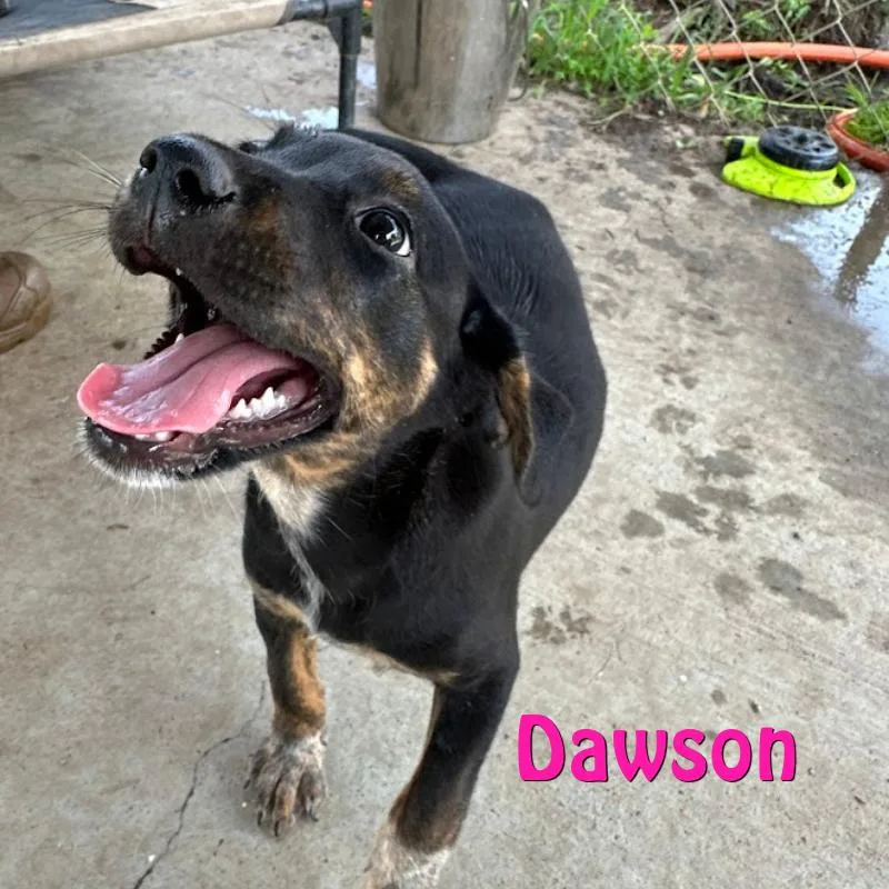 Dawson thumbnail 2