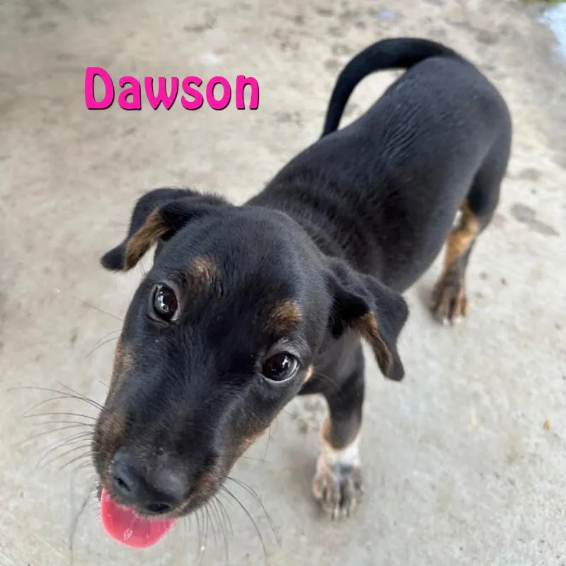Dawson thumbnail 3