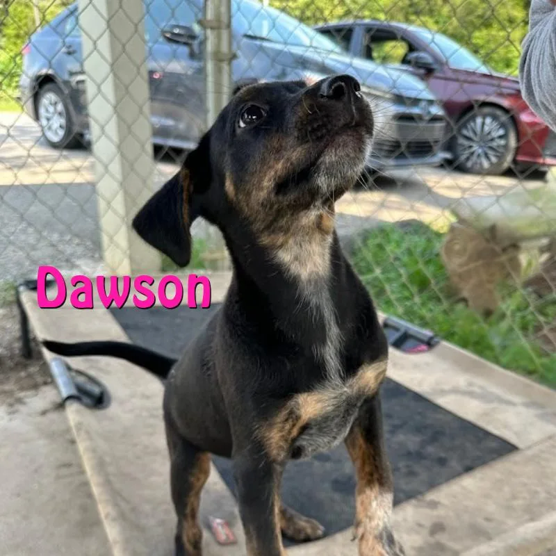Dawson thumbnail 4