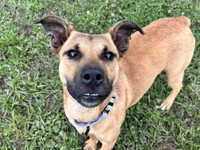 A young medium-sized female Black Mouth Cur dog named Estelle for adoption in Ocala, FL