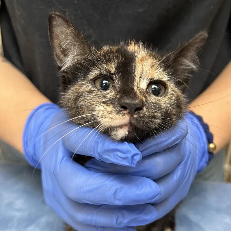 A baby small-sized female Tortoiseshell Domestic Short Hair cat named Isabella for adoption in Lynchburg, VA