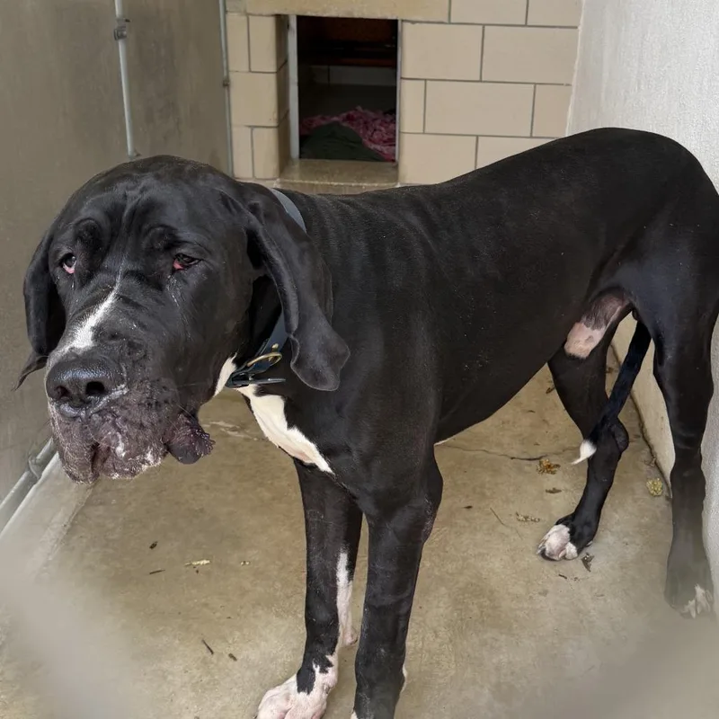 An adult extra large-sized male Black Great Dane dog named MONTStray for adoption in Perkiomenville, PA