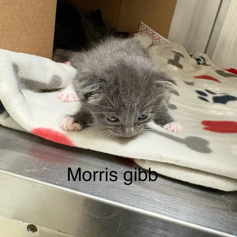 A baby small-sized male Gray / Blue / Silver Domestic Medium Hair cat named Maurice Gibb for adoption in Windsor, VA