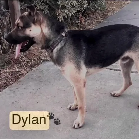 Dylan