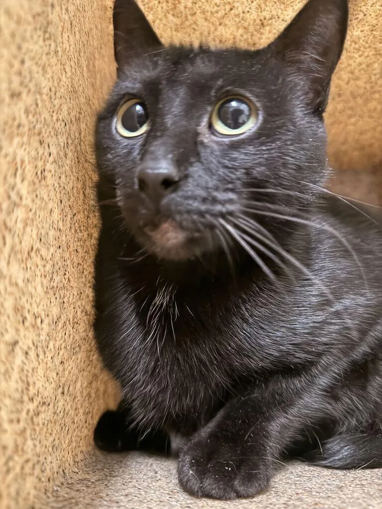 An adult medium-sized female Black Domestic Short Hair cat named Shadow for adoption in Fruit Heights, UT