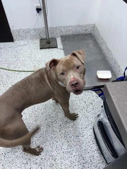 An adult large-sized male Mixed Breed dog named Apalachio for adoption in Atlanta, GA