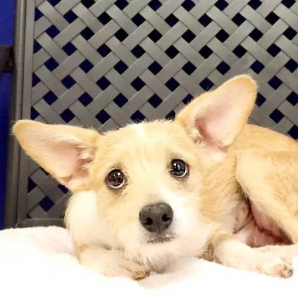 A baby small-sized male Cairn Terrier dog named Sprite for adoption in Midland, TX