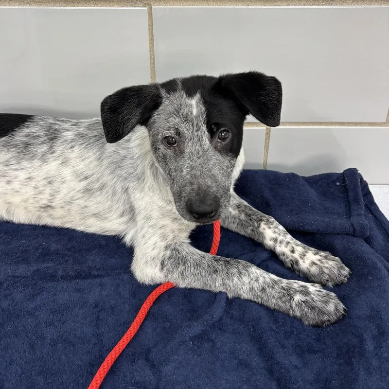 A baby small-sized male Cattle Dog dog named Matthew for adoption in Matteson, IL