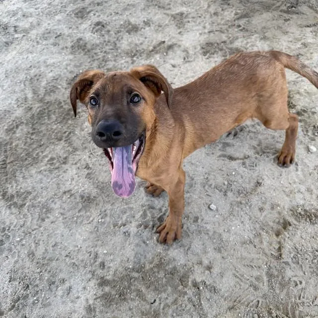 A young small-sized male Pit Bull Terrier dog named Oakley for adoption in Riverside, CA