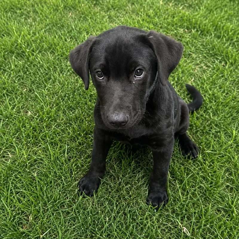 Charlie